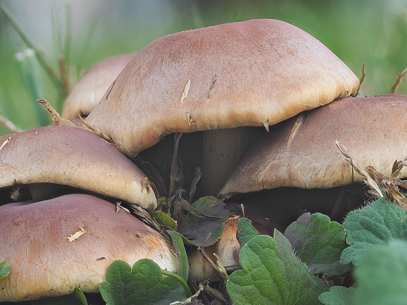 Shrooms 64-03