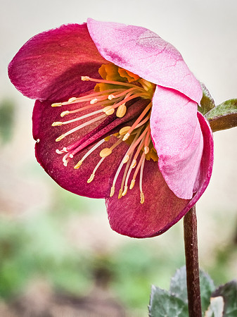 Hellebore 34-78