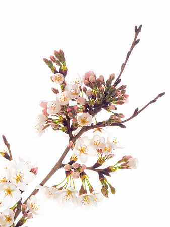 Cherry Blossoms 292