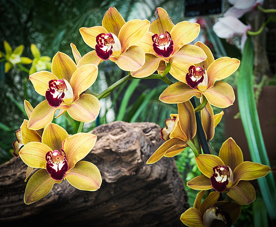 Orchid Display 18-22