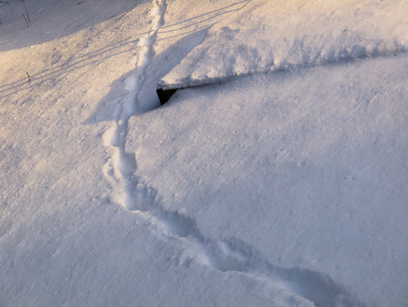 Snow Garden