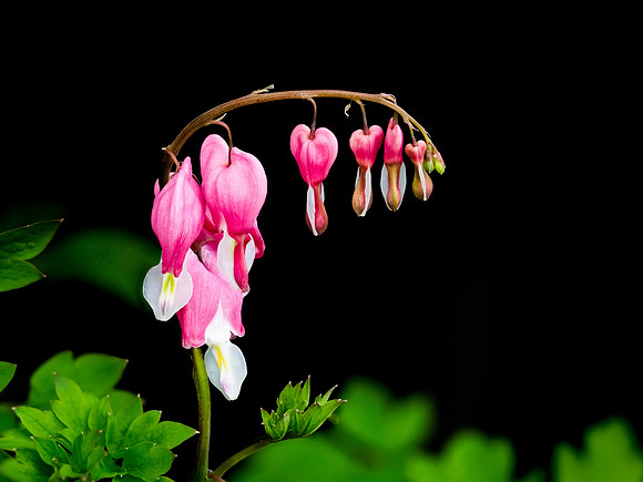 Bleeding Hearts 41-80