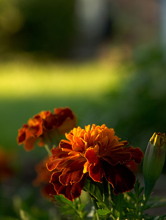 Marigold 5