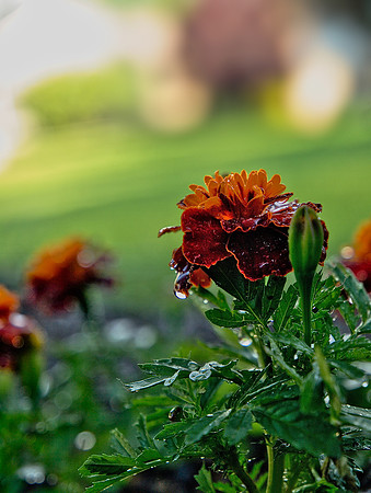 Marigold 2