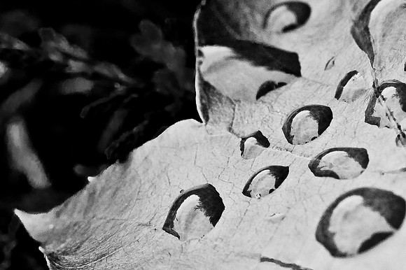 Swiss Leafs