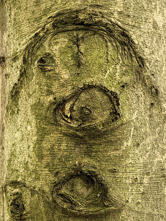Bark