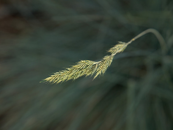 Grass 8