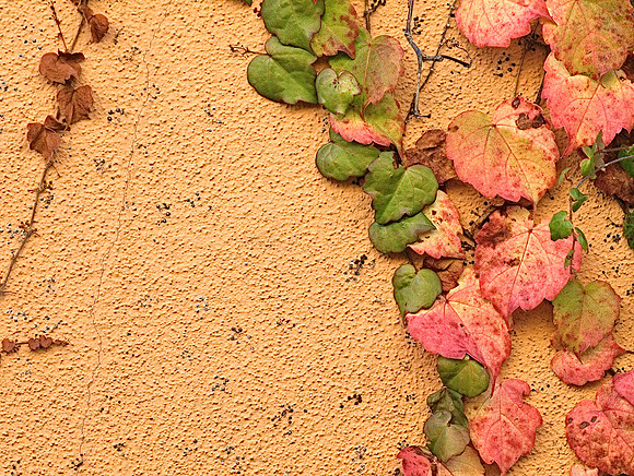Wall with Leaves 29