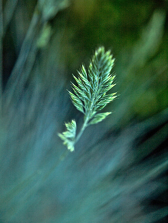 Grass 4