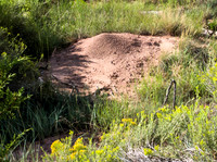 Ant Hill 514