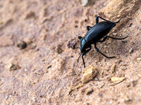 Az State Dinosaur