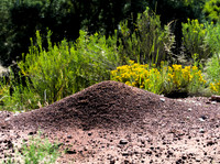 Anthill 63