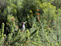 Desert Songbird 47