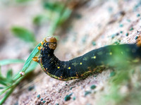 Caterpillar 32