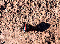 Beetle 92