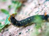 Caterpillar 33