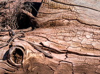 Fallen Trunk 56