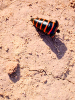 Blister Beetle 191
