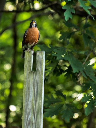 Robin