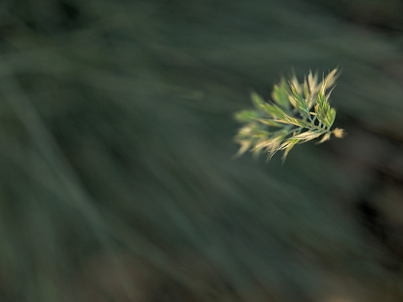 Grass 7