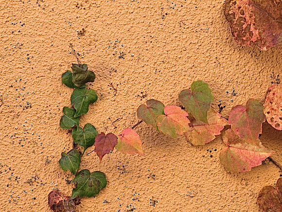 Wall with Leaves 30