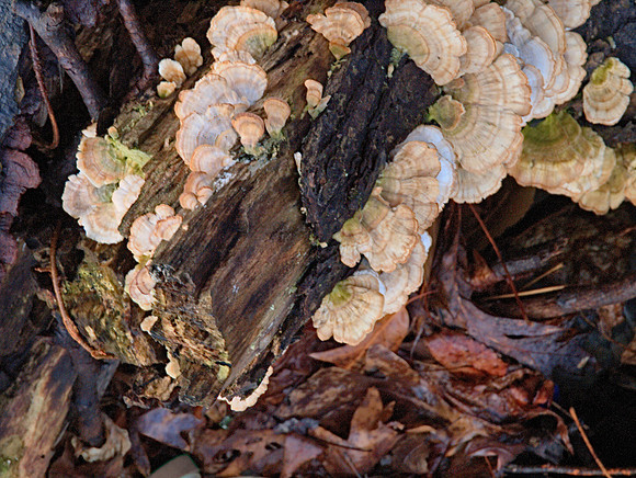 Fungi