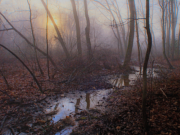 Foggy Morning