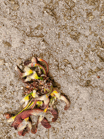 Detritus