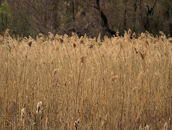 Marsh Grass
