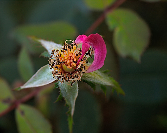After the Rose