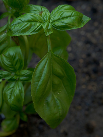 Basil