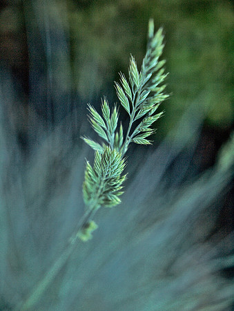 Grass 5