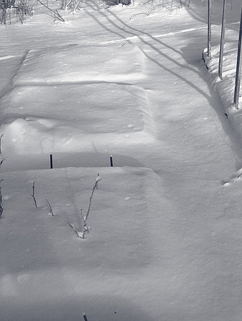 Snow Garden