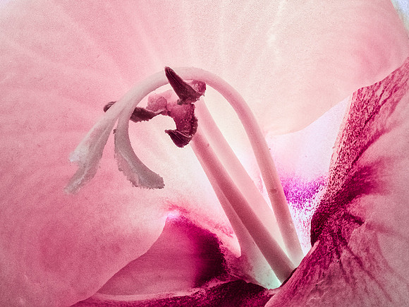 Gladiola 947-6