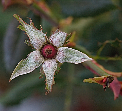 After the Rose
