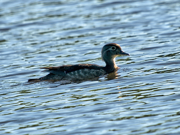 Wood Duck Female