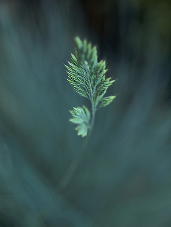 Grass 3
