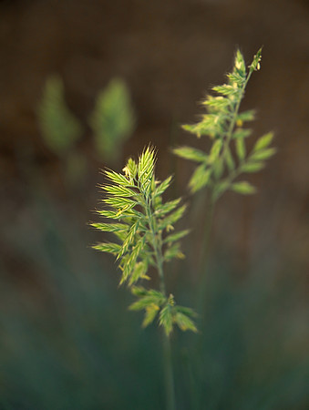 Grass 9