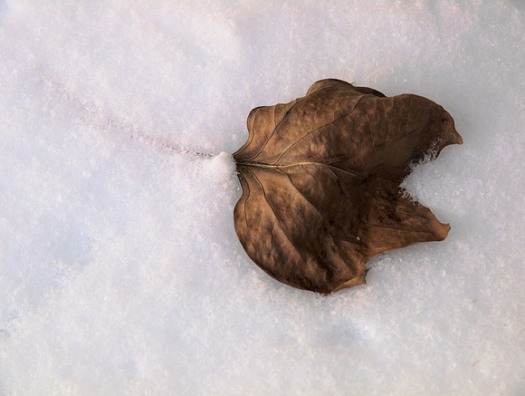 Snow Leaf