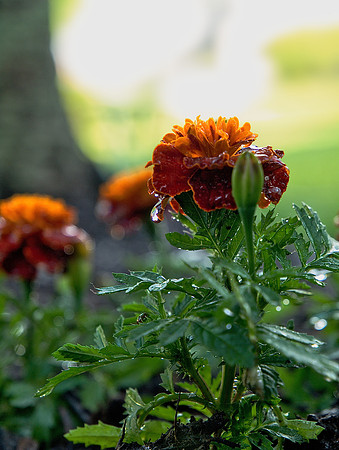 Marigold 3