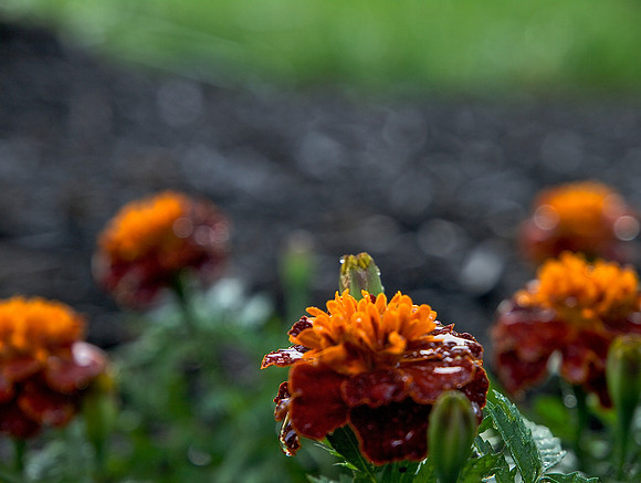 Marigold 1