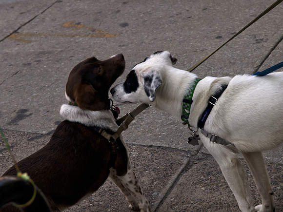 Jasper and Friend