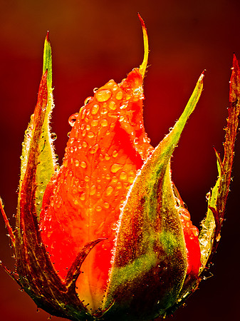 Rose Bud