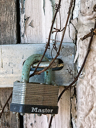 On the Vine
