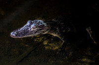 Baby Gator