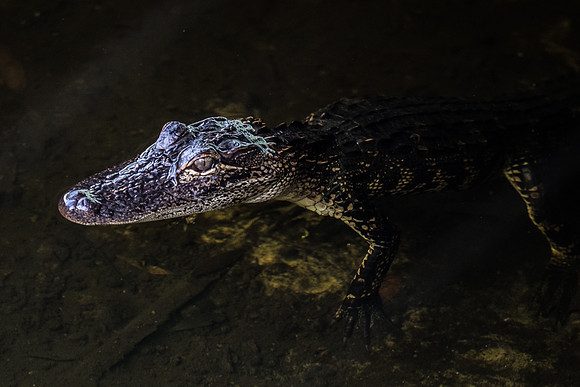 Baby Gator