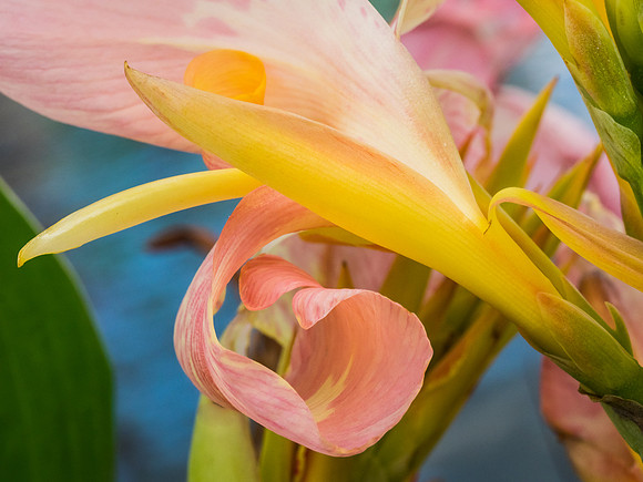 Whorl 58