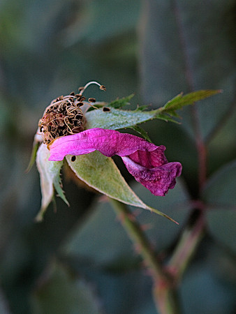End of the Rose