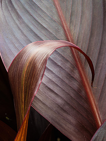 Fronds