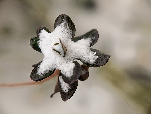 Snow Star